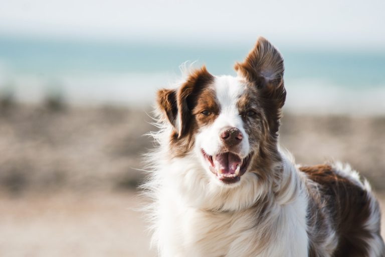 PVC Vloer met Huisdieren: De Beste Keuze voor Hond en Kat